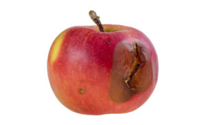 rotten apple